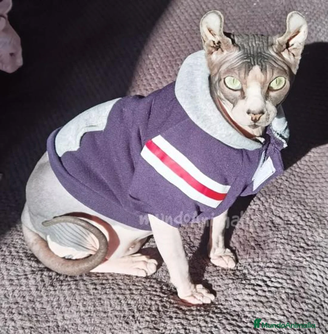 Imagen de galería {{count}}