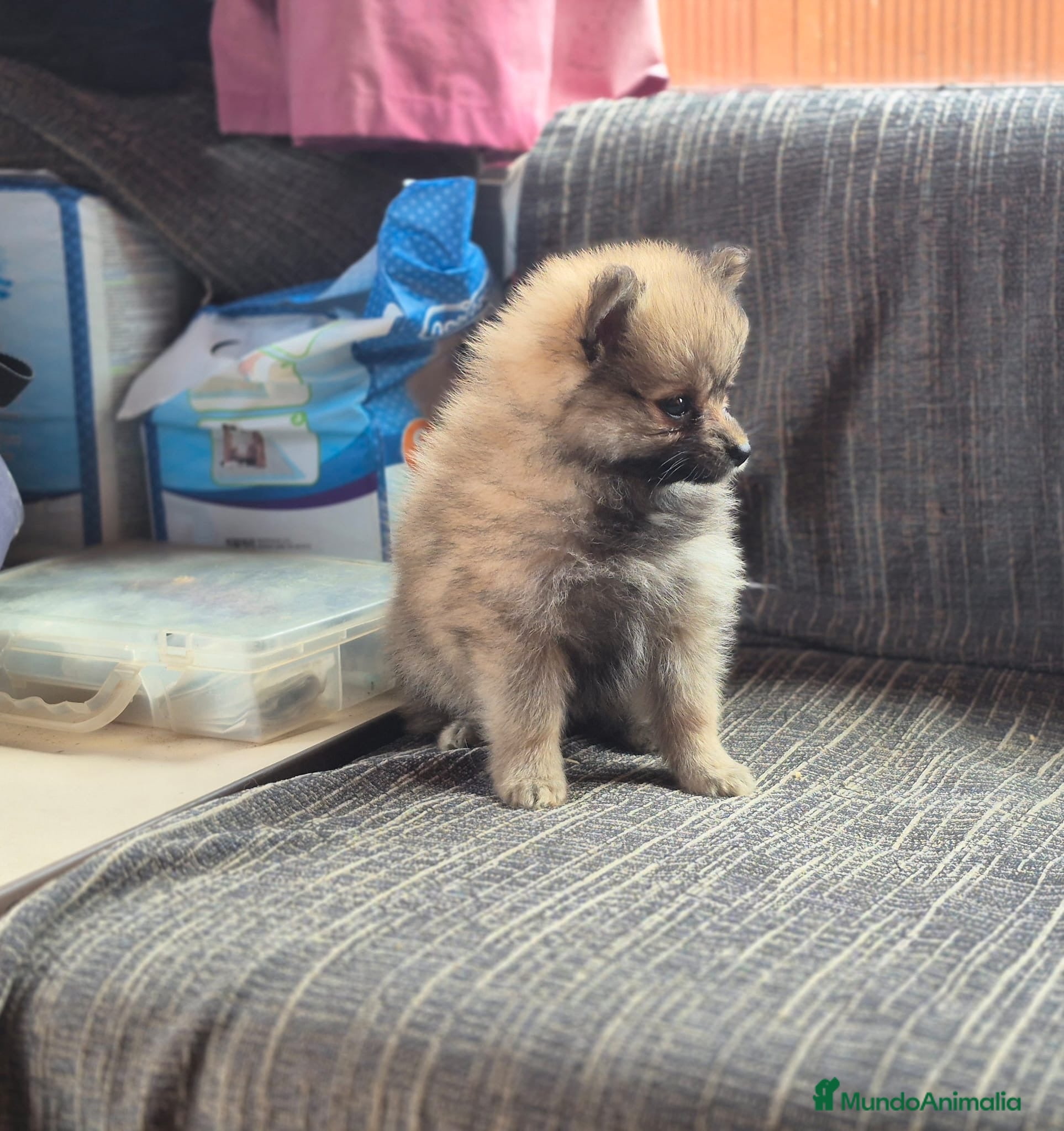 Pomerania perros Cachorritos de Pomerania  - Anuncio 1