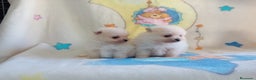 Pomerania perros en venta: Lulú de pomerania precio real - Anuncio 20