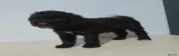 Perro de Agua Español perros en venta: PERRO DE AGUA - Anuncio 12