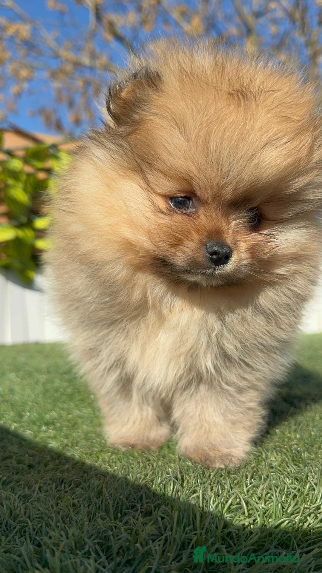 Pomerania perros en venta: POMERANIA CARA DE OSITO - Anuncio 13