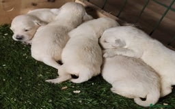 Golden Retriever perros en venta: 2 Últimos cachorro de Golden Macho disponible - Imagen 3