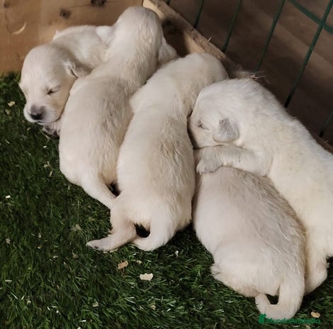 Golden Retriever perros - Anuncio 1