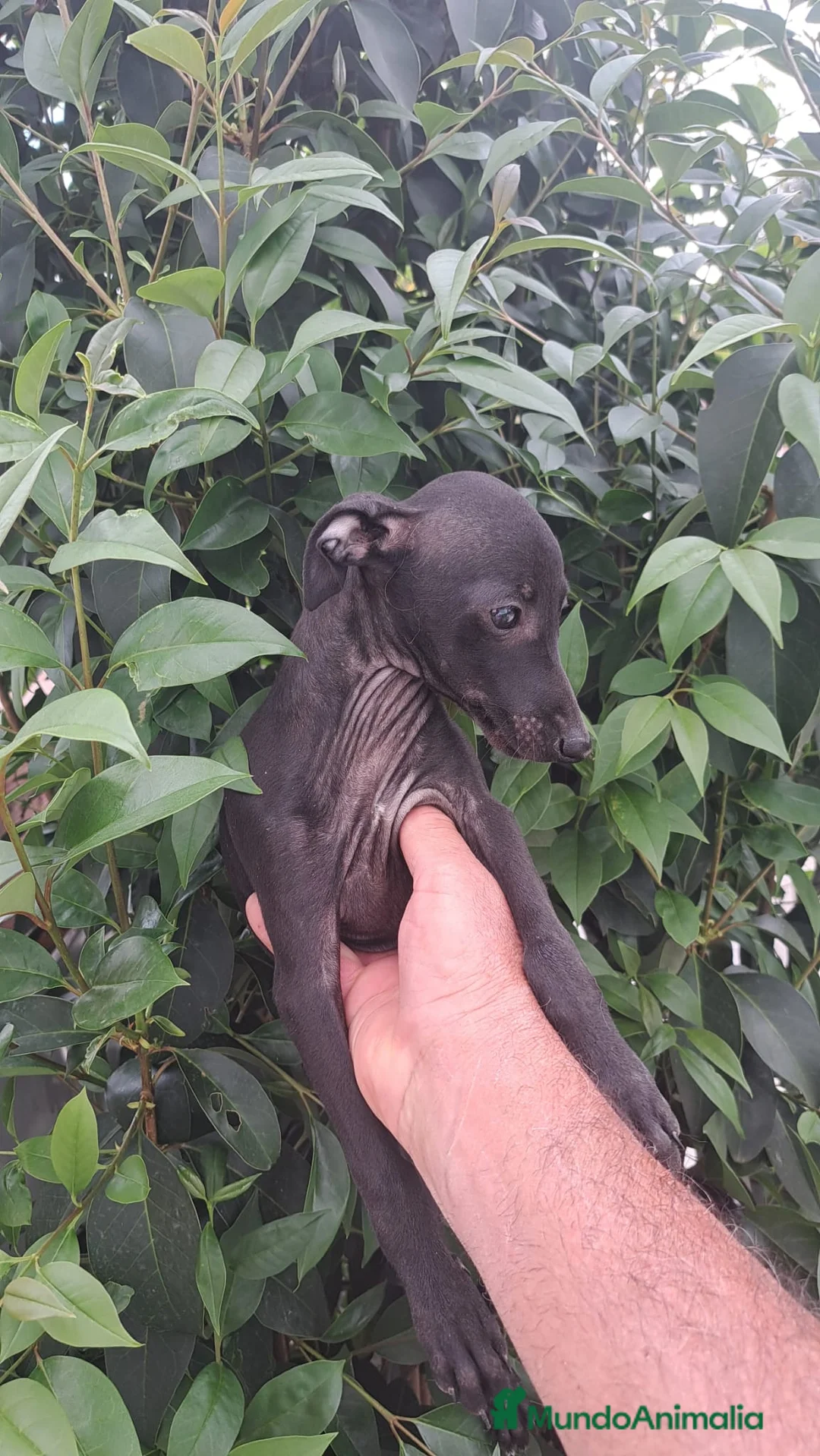 Pequeño Lebrel Italiano perros en venta: Camada de galgo italiano  - Anuncio 8