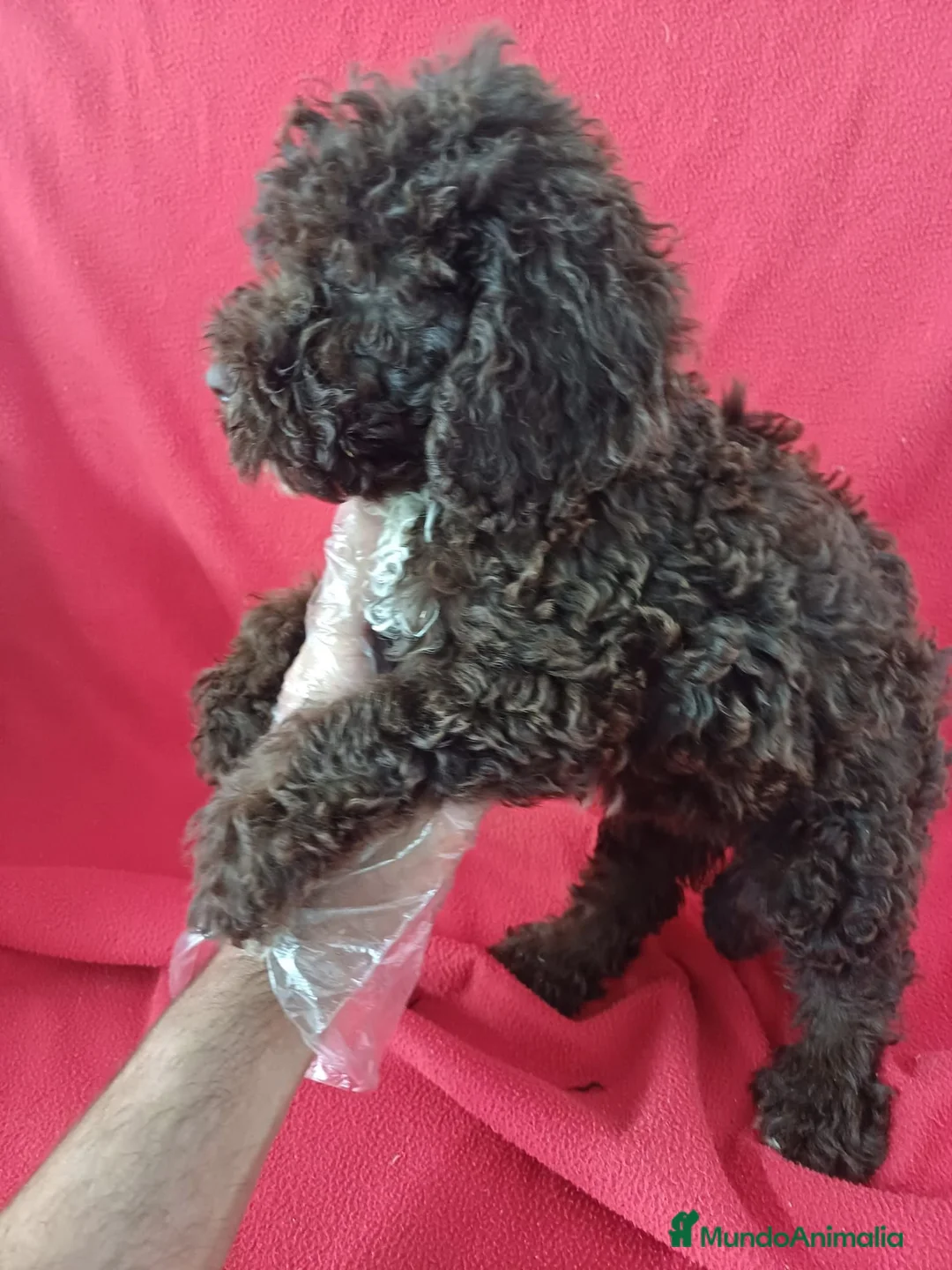 Perro de Agua Español perros en venta: Perro de Agua Español  - Anuncio 2