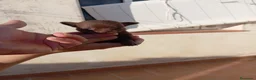 Chihuahua perros en venta: PRECIOSOS CHIHUAHUA RUSO Y ASIÁTICO - Anuncio 18