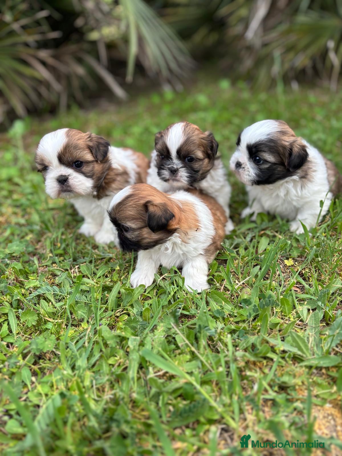 Shih Tzu perros en venta: Shit tzu machos y hembras listos para entregar. - Anuncio 7