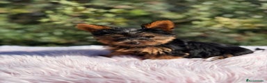 Yorkshire Terrier Cachorro 2