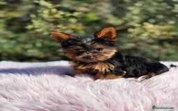 Yorkshire Terrier perros en venta: Yorkshire negro fuego - Imagen 1