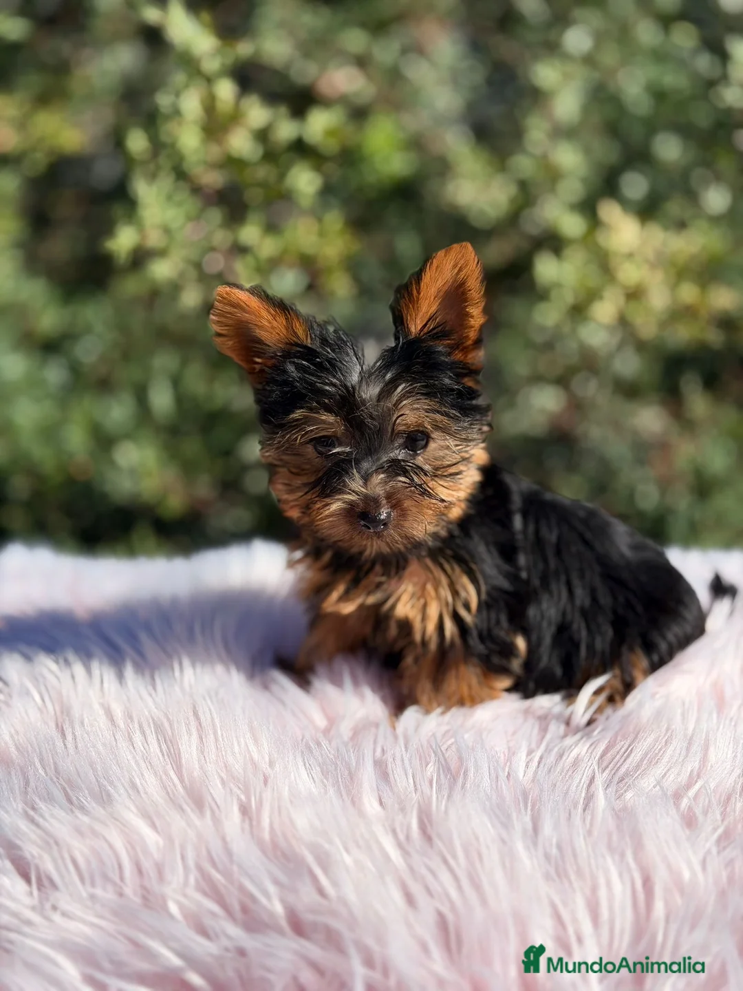 Yorkshire Terrier perros en venta: Yorkshire negro fuego - Anuncio 1