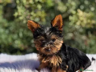 Yorkshire Terrier perros Yorkshire negro fuego - Anuncio 25