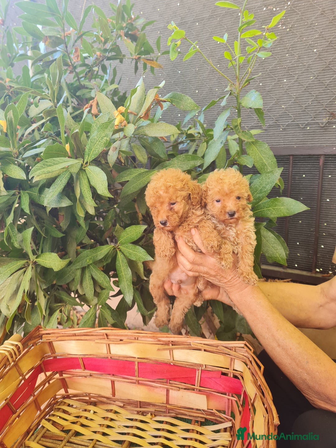 Caniche Toy perros en venta: Caniche toy - Imagen 5