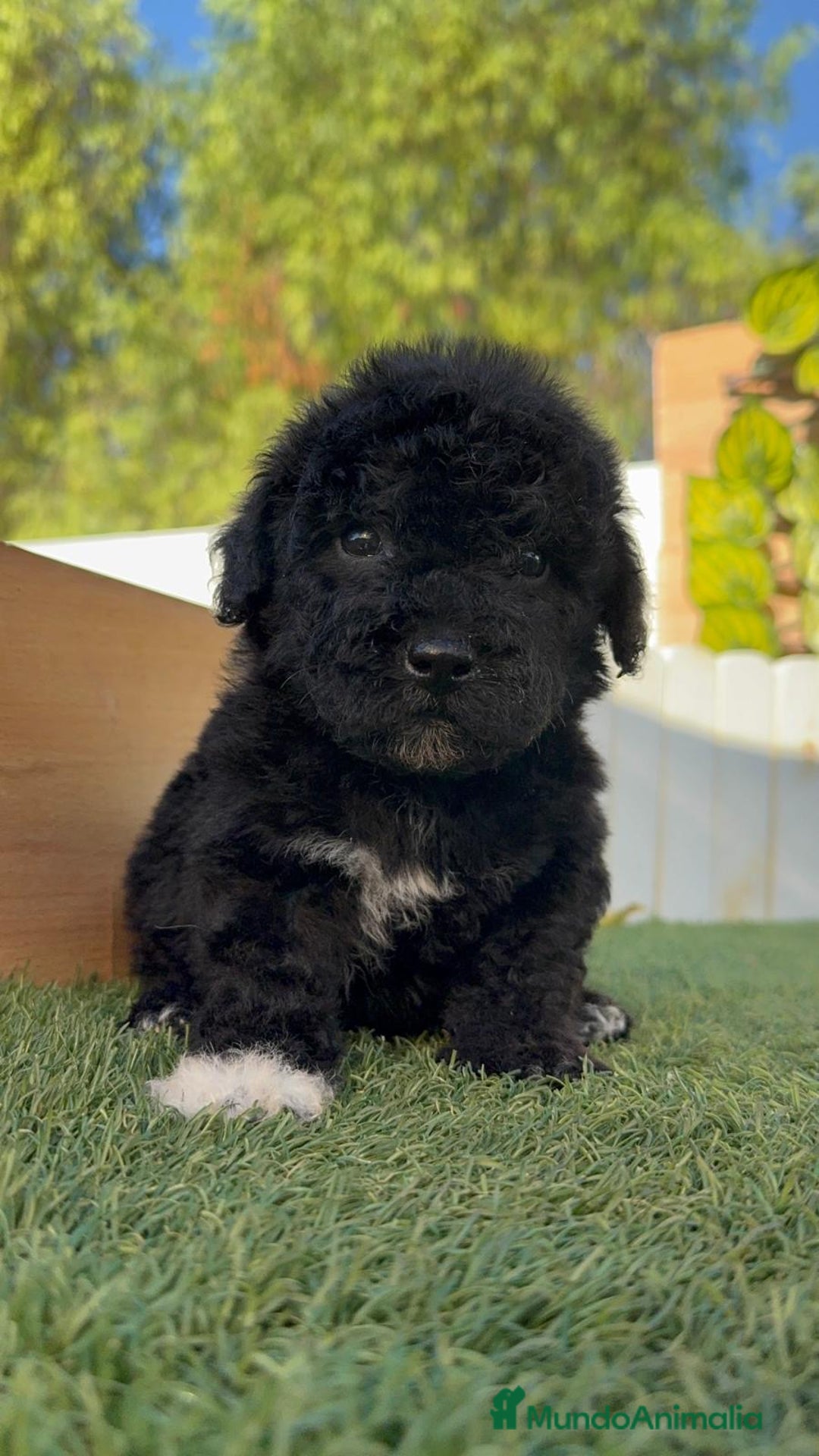Perro de Agua Español perros en venta: PERRO DE AGUA HEMBRA - Imagen 11