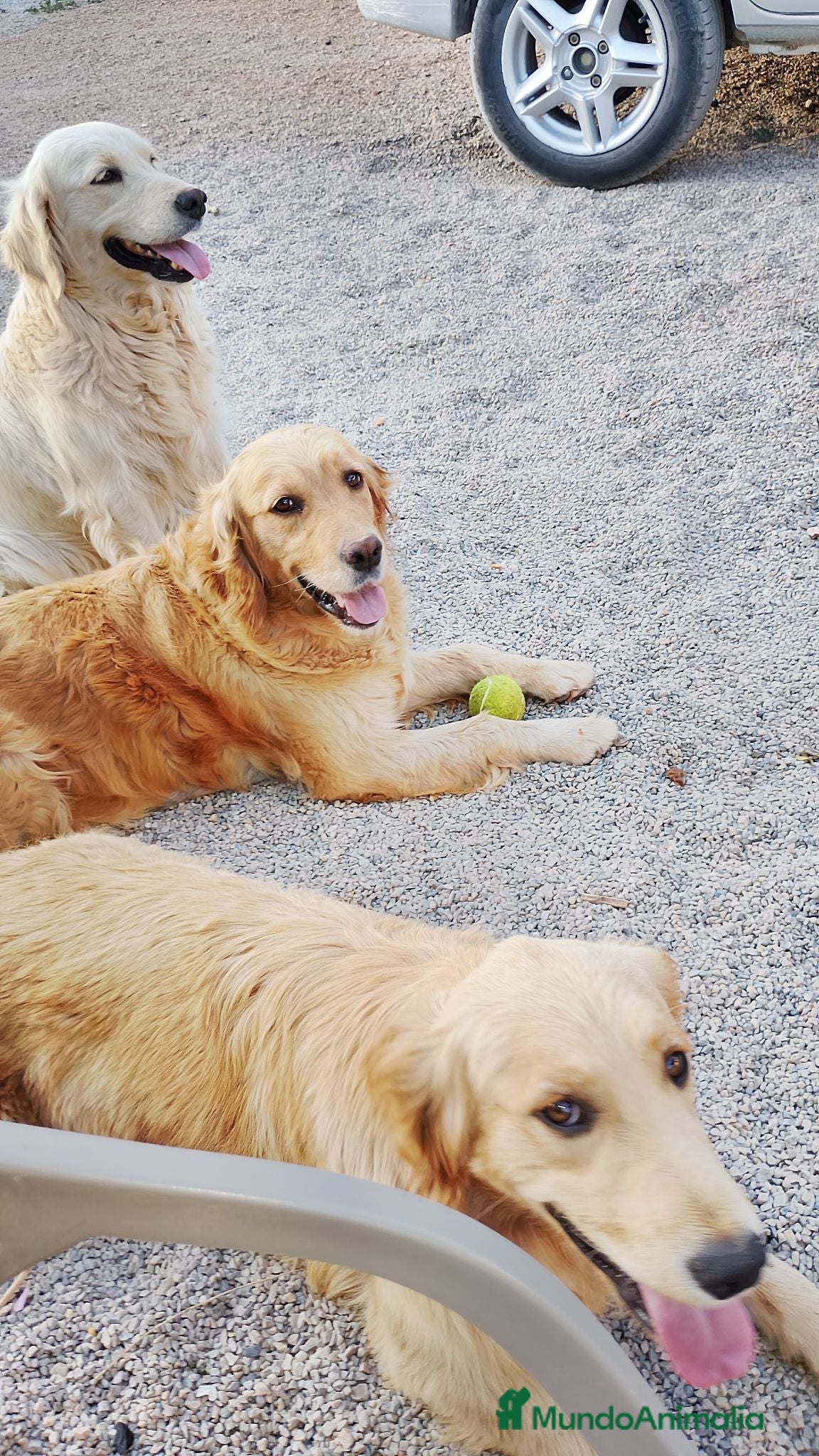 Golden Retriever perros Golden Retriever  - Anuncio 1