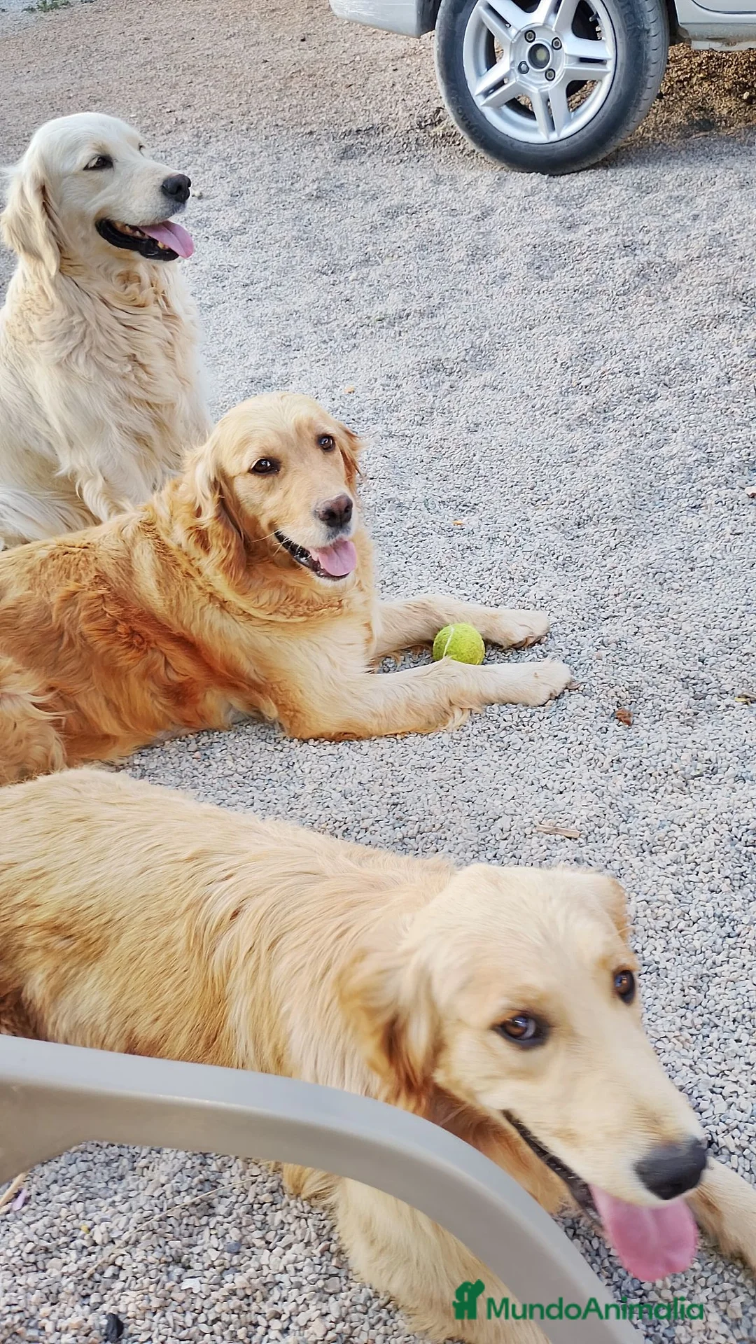 Golden Retriever perros en venta: Golden Retriever  - Anuncio 1