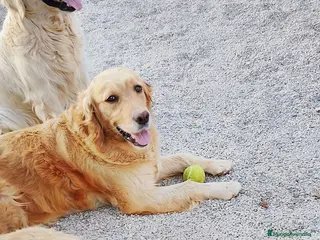Golden Retriever perros Golden Retriever - Anuncio 1