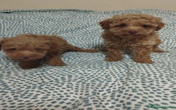 Caniche Toy perros en venta: Camada caniches toy - Anuncio 2