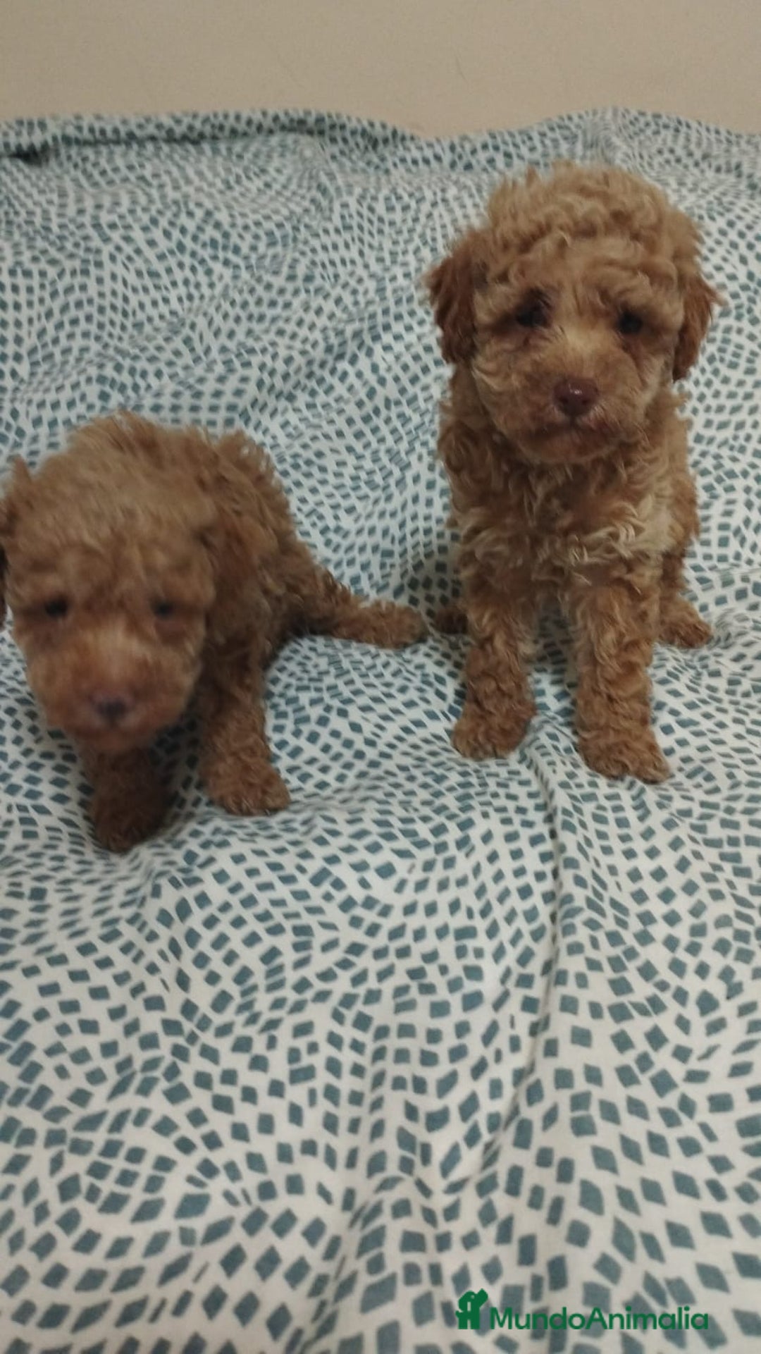 Caniche Toy perros en venta: Camada caniches toy - Anuncio 2