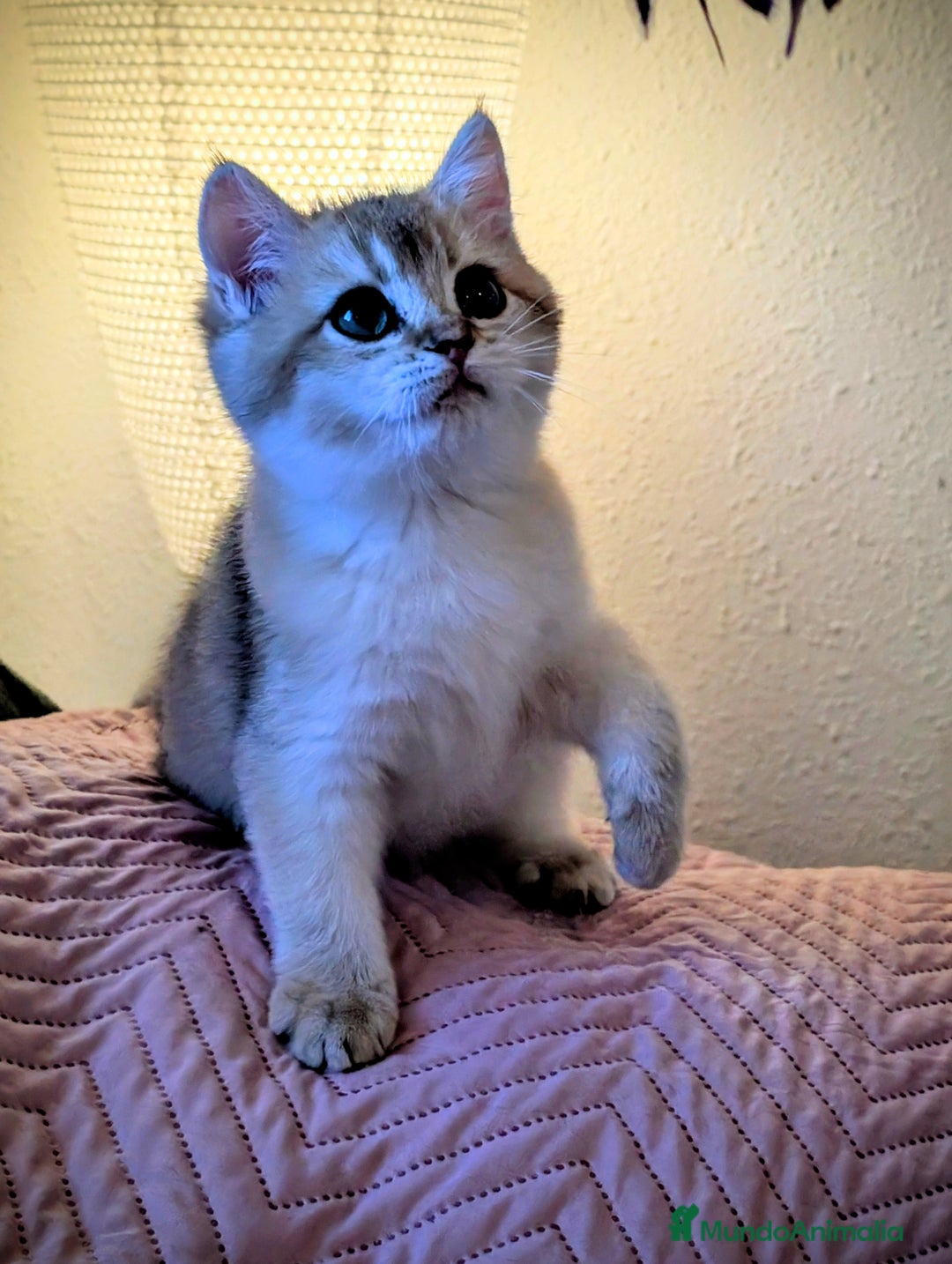 Británico de Pelo Corto gatos en venta: Preciosa niña british golden - Anuncio 4