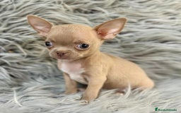 Chihuahua perros en venta: CHIHUAHUA MINITOY BLUEFAWN - Imagen 5