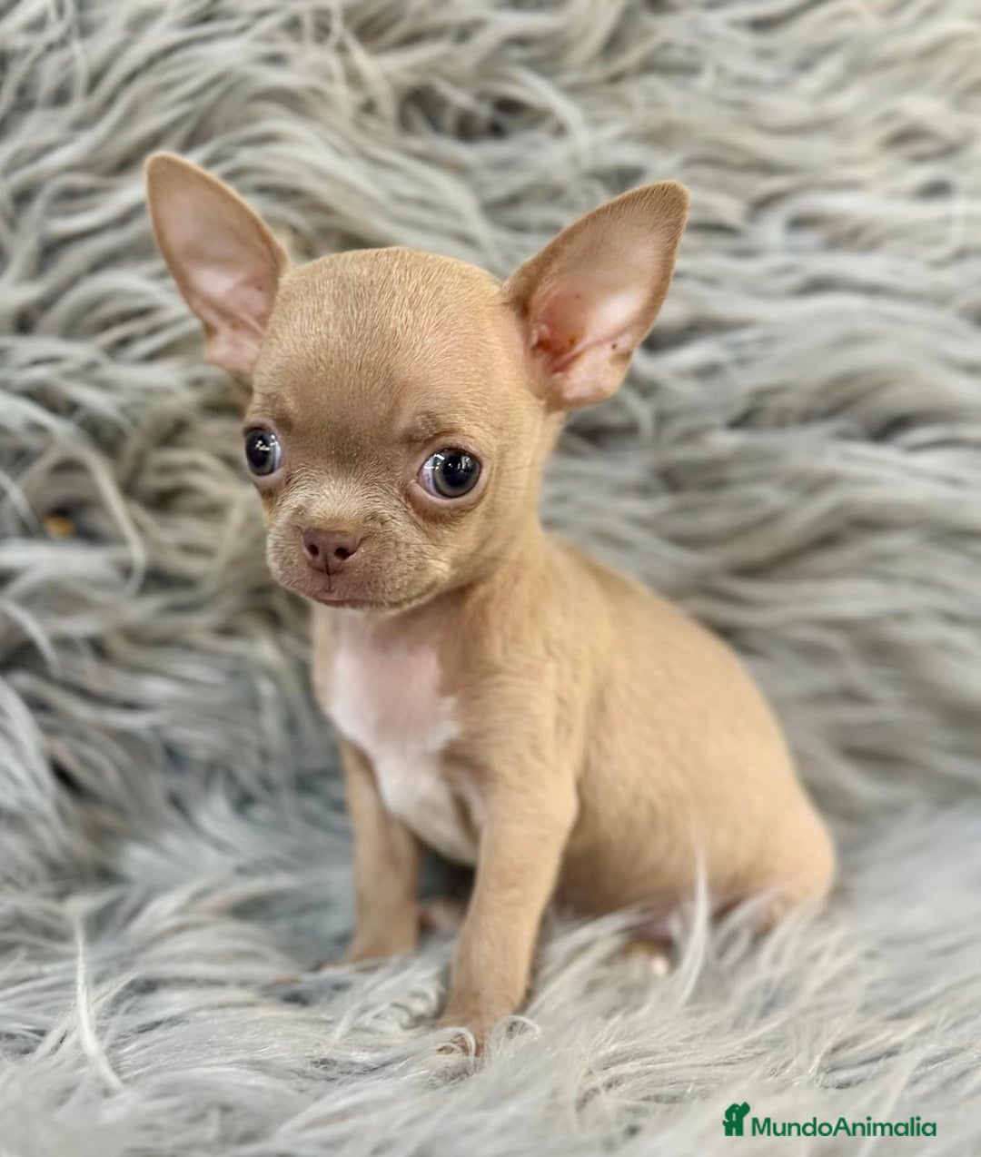Chihuahua perros en venta: CHIHUAHUA MINITOY BLUEFAWN - Imagen 5