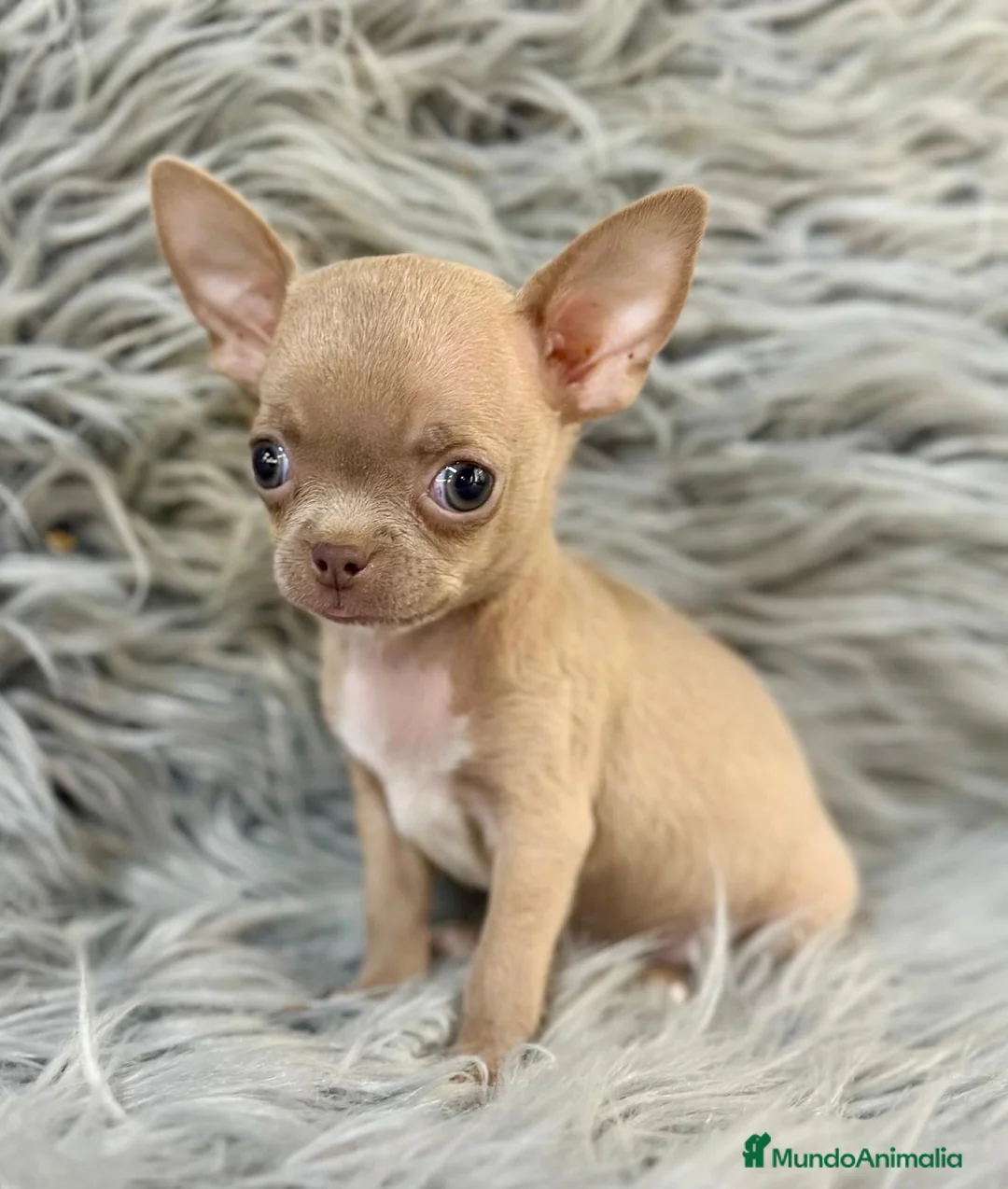 Chihuahua perros en venta: CHIHUAHUA MINITOY BLUEFAWN - Anuncio 5