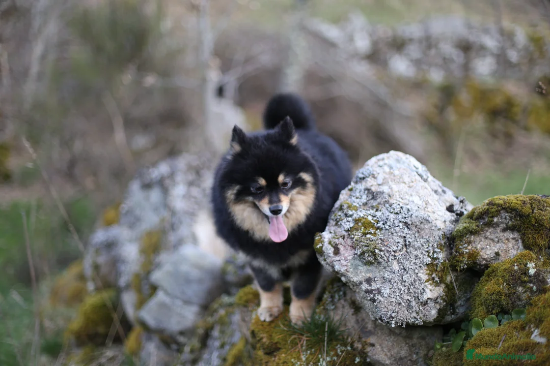 Pomsky perros en venta: Pomsky Toy F2a  - Anuncio 2