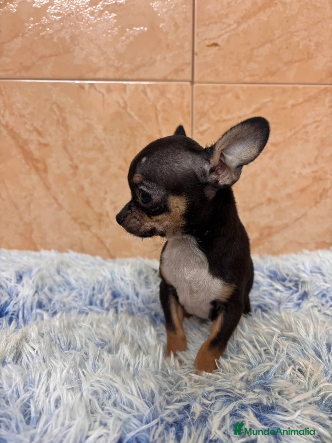 Chihuahua perros en venta: CACHRRITO DE CHIHUAHUA - Anuncio 3