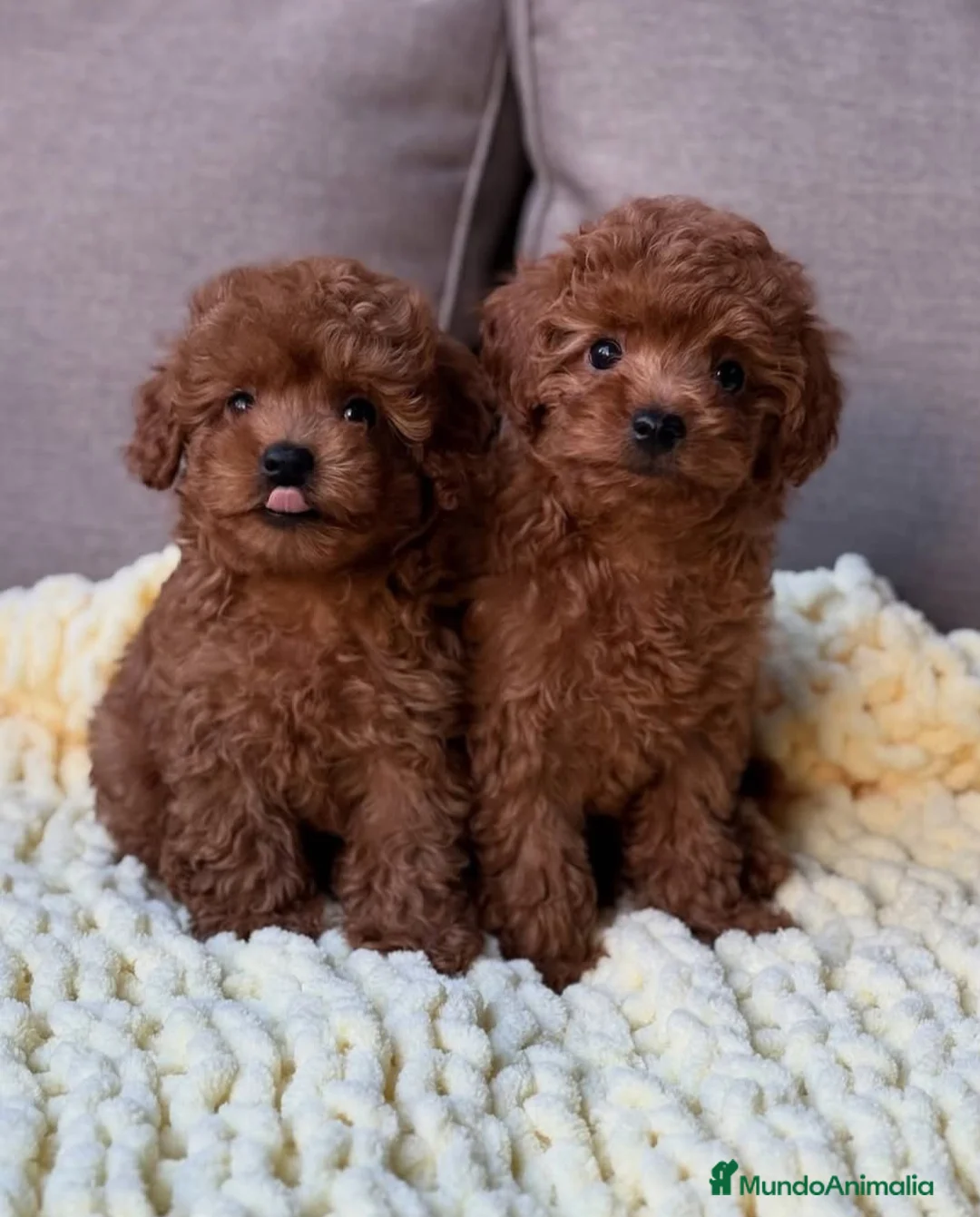 Caniche Toy perros en venta: ‼️‼️CANICHE TOY ROJOS 50% ASIÁTICOS  - Anuncio 2