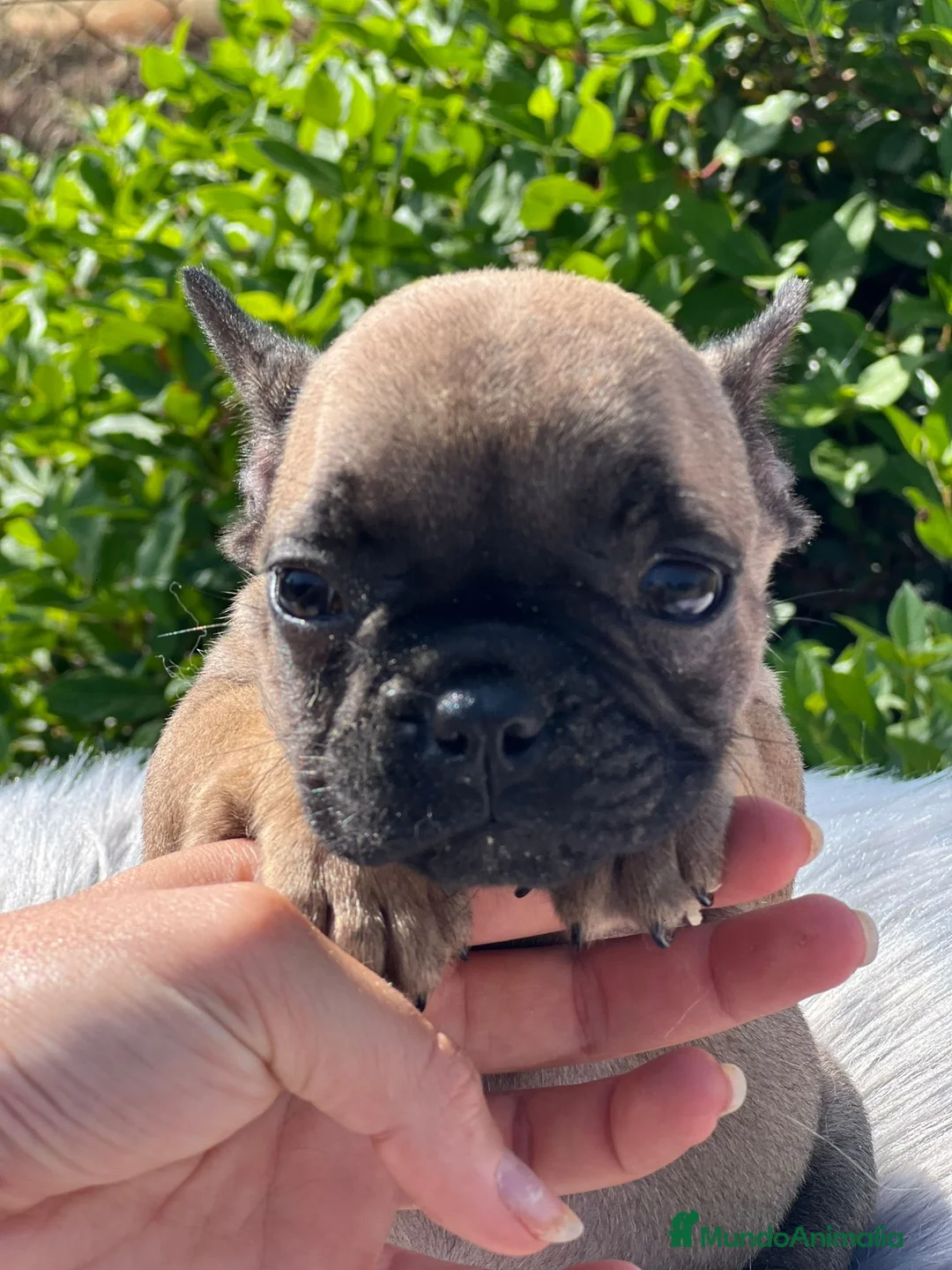 Bulldog Francés perros en venta: CAMADA BULLDOG FRANCÉS FAWN - Anuncio 5