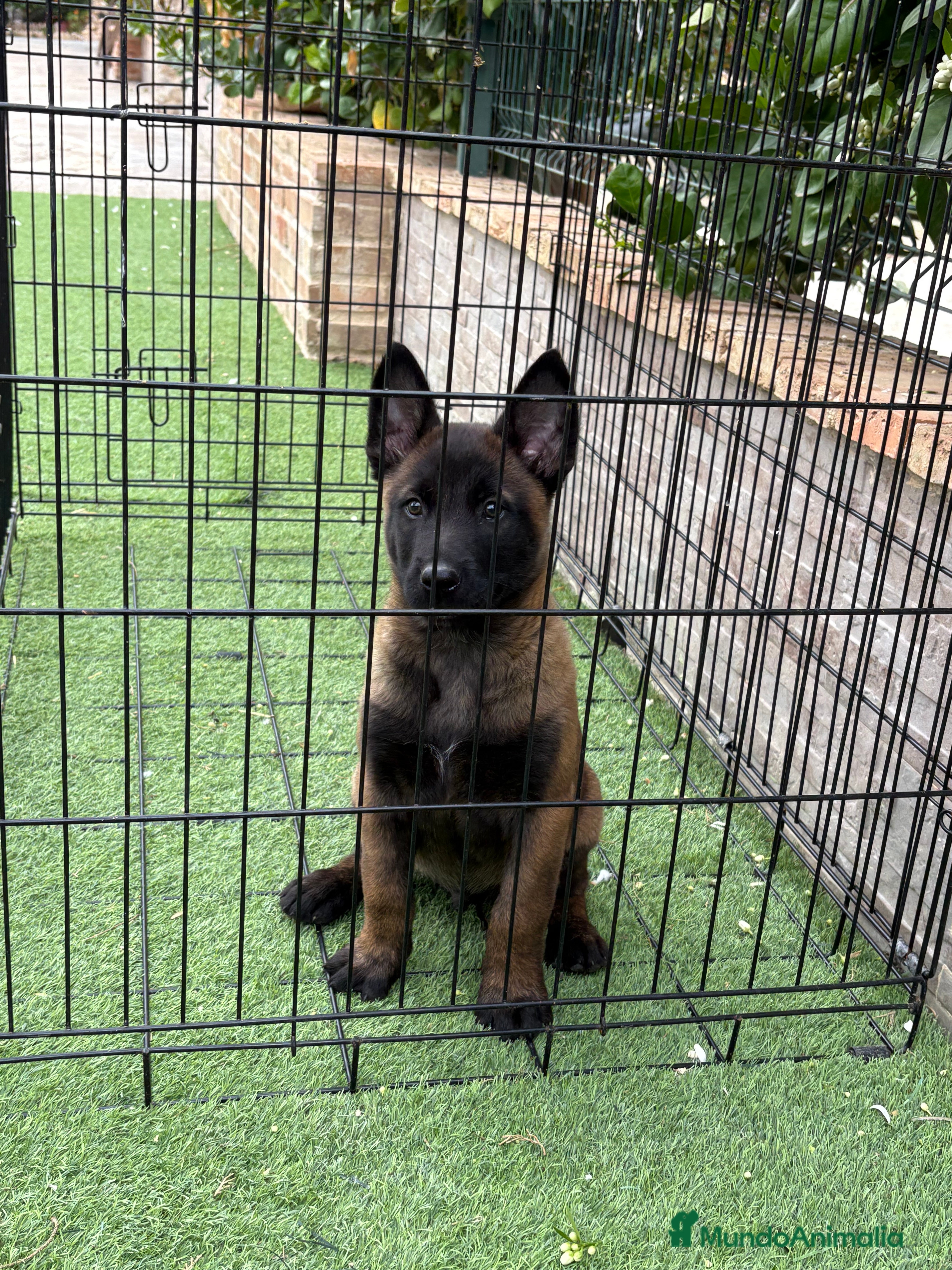 Pastor Belga Malinois perros Cachorro de Malinois  - Anuncio 1