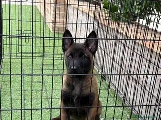 Pastor Belga Malinois perros Cachorro de Malinois - Anuncio 1