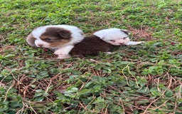 Pastor Australiano perros en venta: Pastor Australiano  - Imagen 11