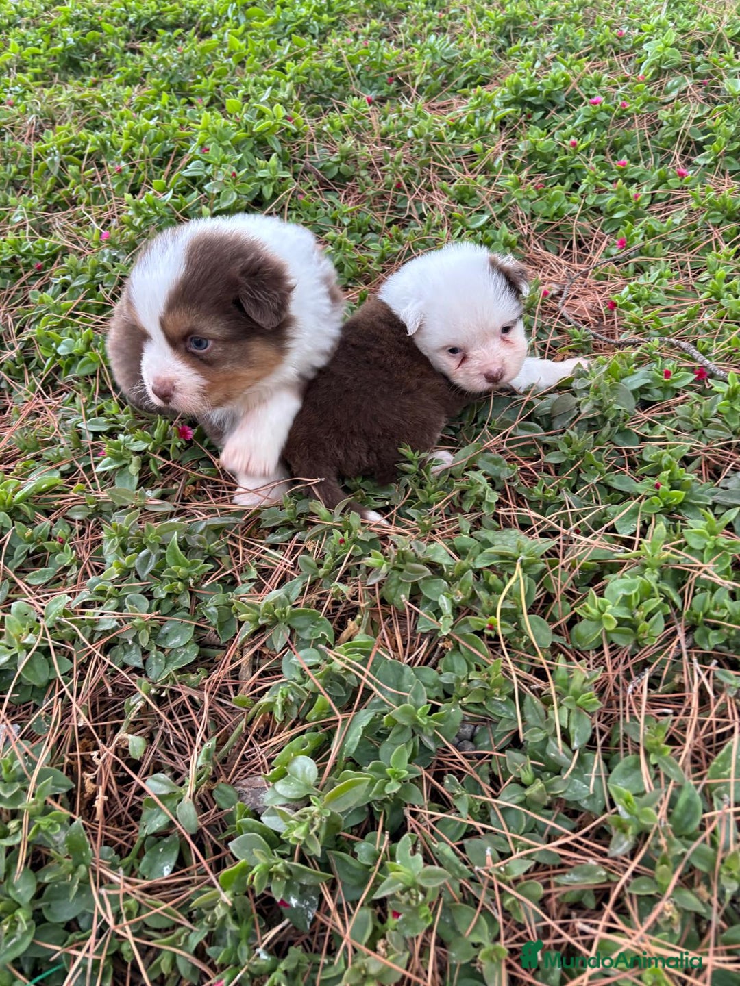 Pastor Australiano perros en venta: Pastor Australiano  - Imagen 11