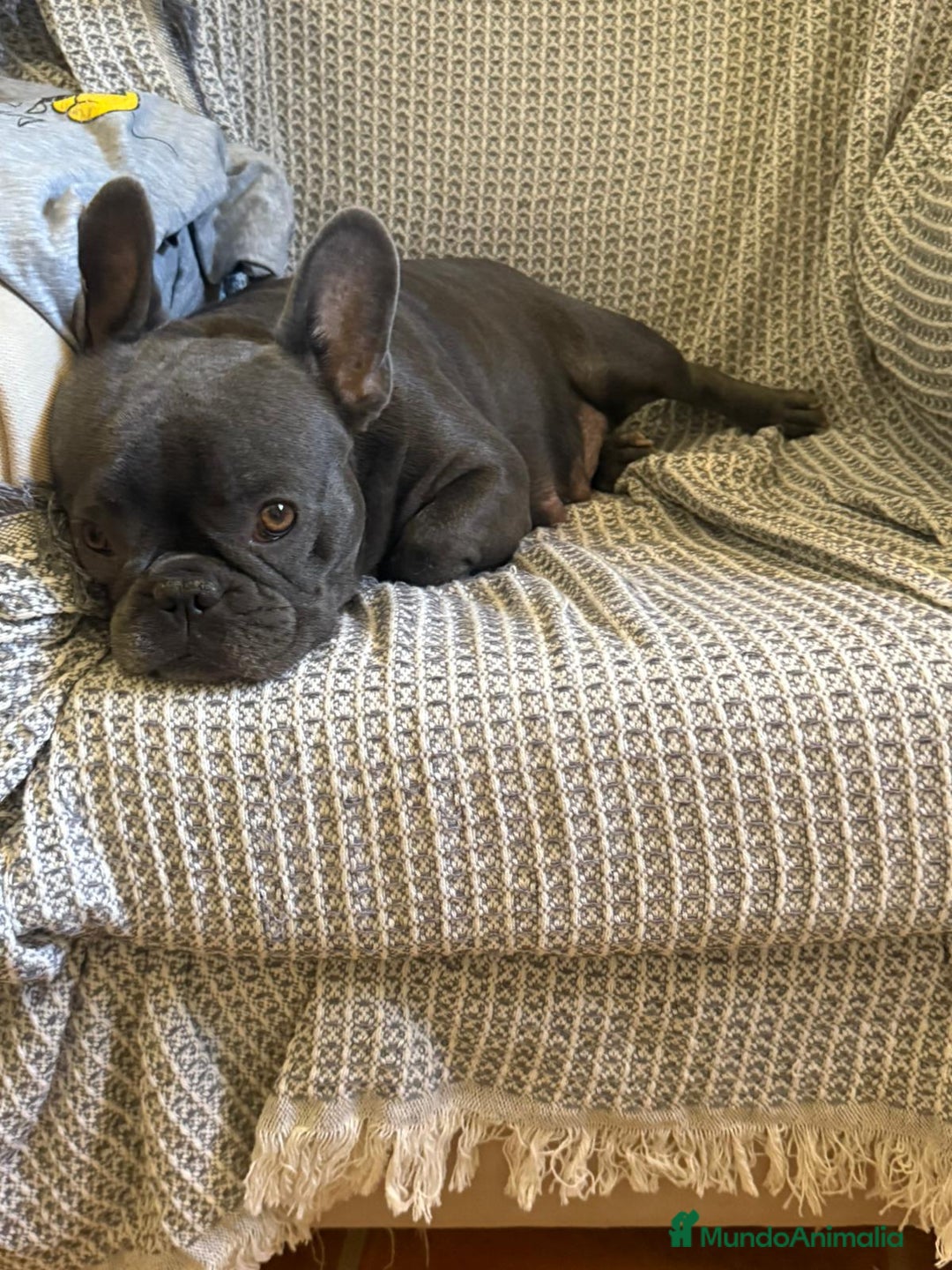 Bulldog Francés perros en venta: Bulldog francés hembra negras muy buena morfologia - Anuncio 1