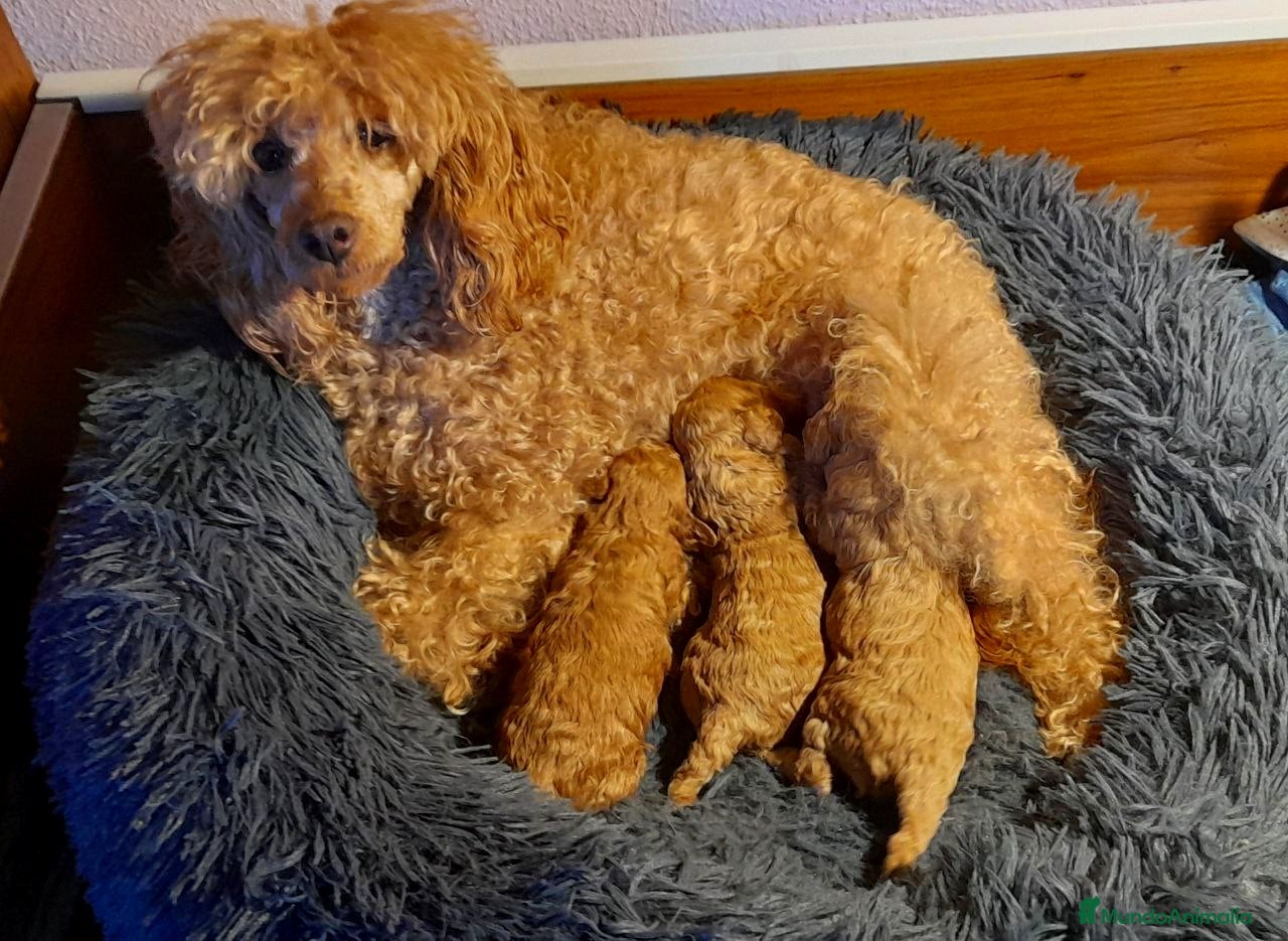 Caniche Enano perros Cachorros de Caniche Enano Leonado - Anuncio 17