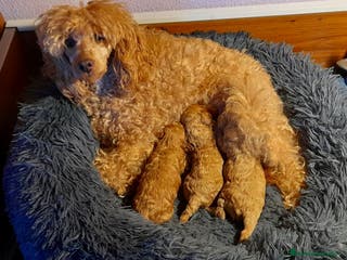 Caniche Enano perros Cachorros de Caniche Enano Leonado - Anuncio 17
