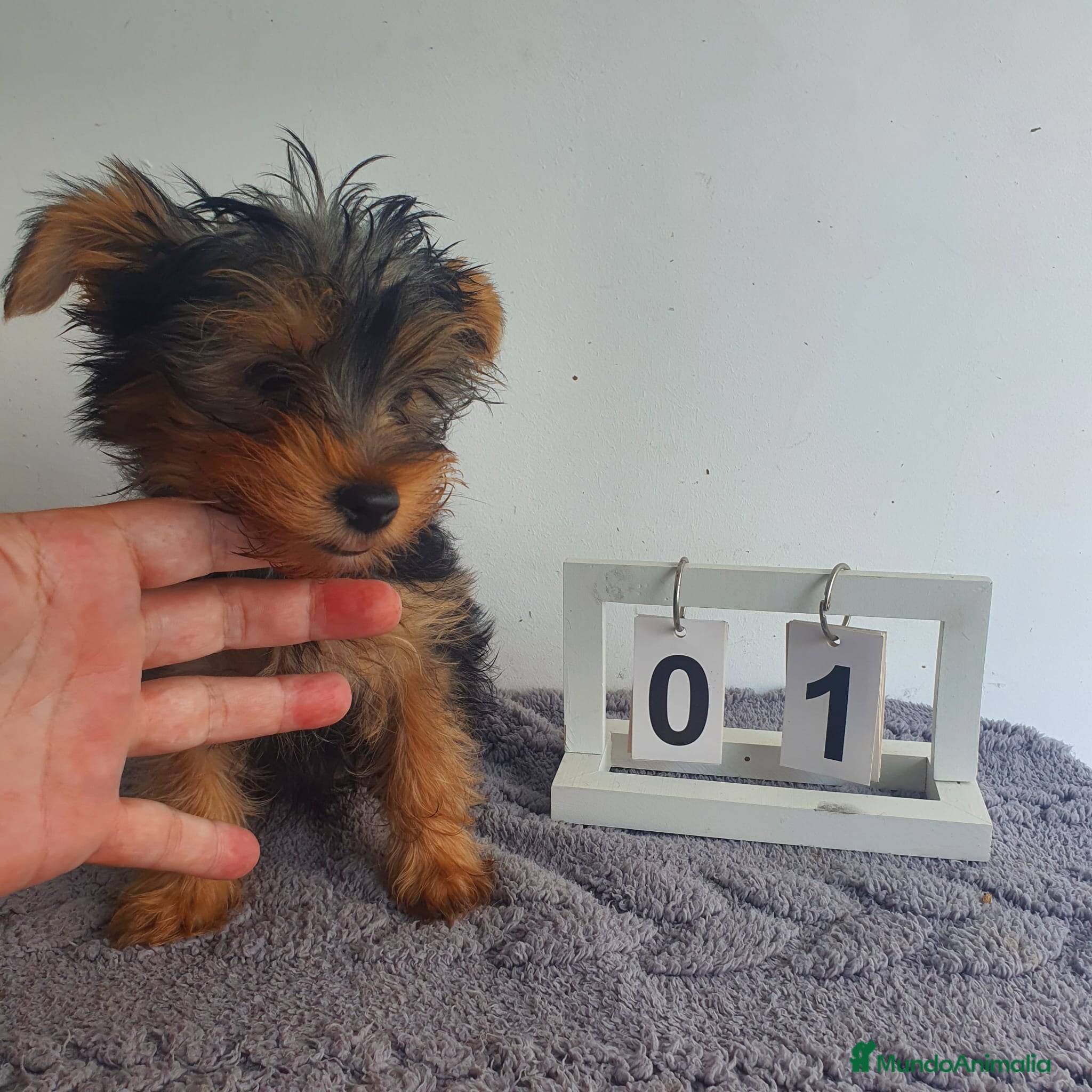 Yorkshire Terrier perros Yorkshire mini  - Anuncio 1