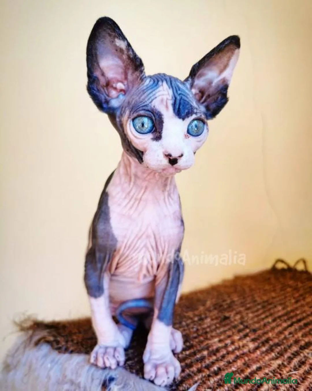 Imagen de galería {{count}}