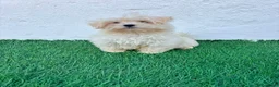 Bichón Maltés perros en venta: Bichon Maltes coreana - Anuncio 22