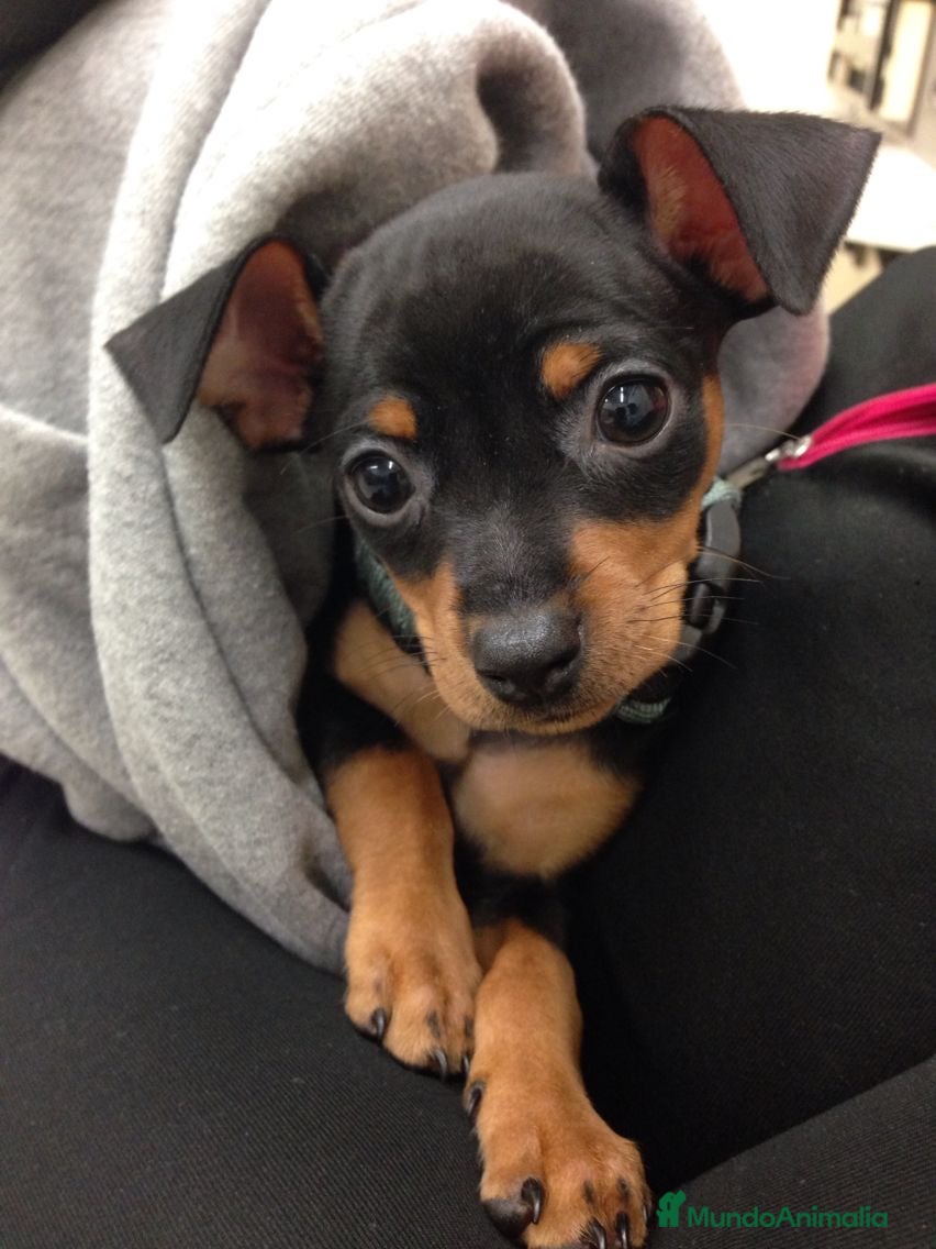 Pinscher Miniatura perros CAMADA MINI PINCHER ADORABLES - Anuncio 2