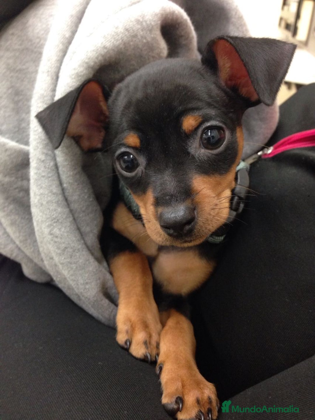 Pinscher Miniatura perros en venta: CAMADA MINI PINCHER ADORABLES - Anuncio 2