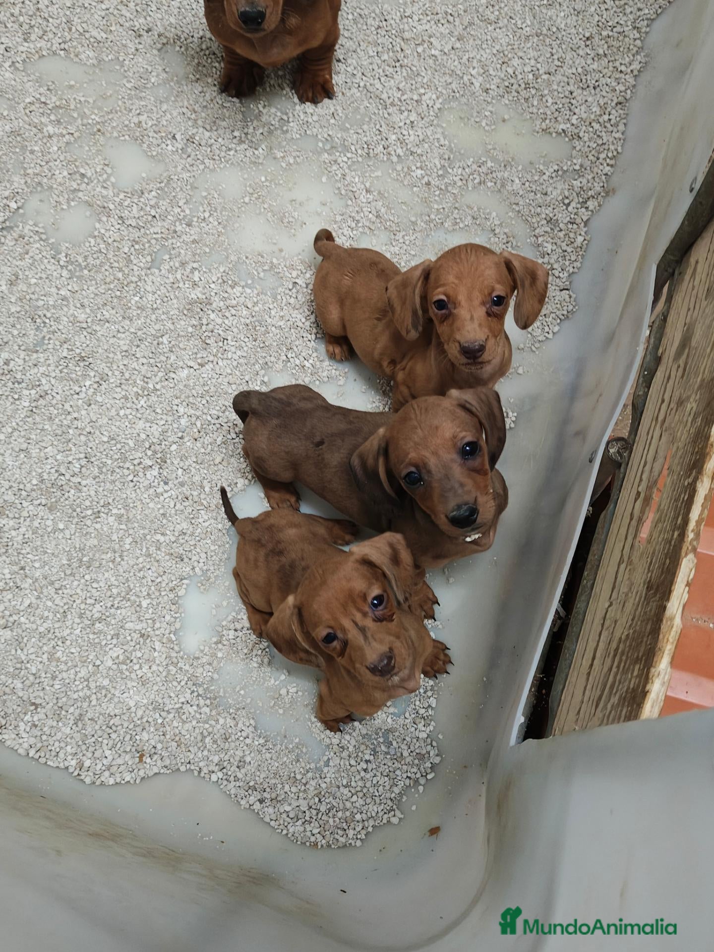 Teckel Miniatura perros en venta: Teckel miniatura  - Anuncio 1