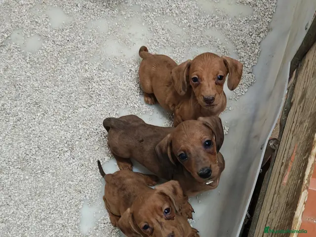 Teckel Miniatura perros en venta: Teckel miniatura - Anuncio 1