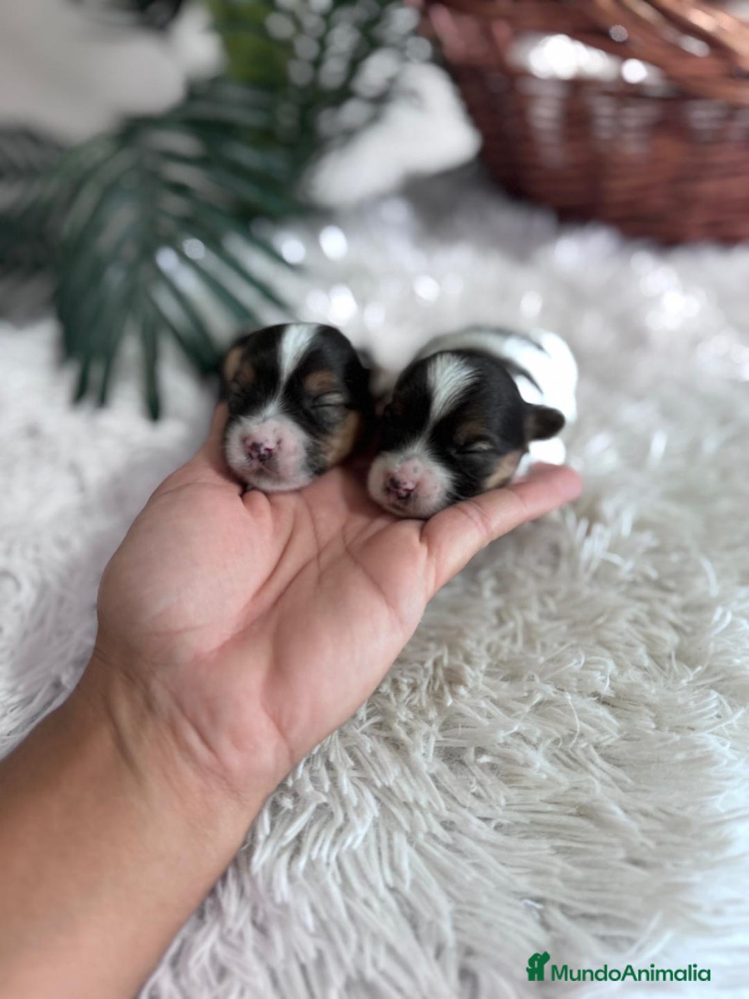 Yorkshire Terrier perros en venta: YORKSHIRE BIEWER - Anuncio 10