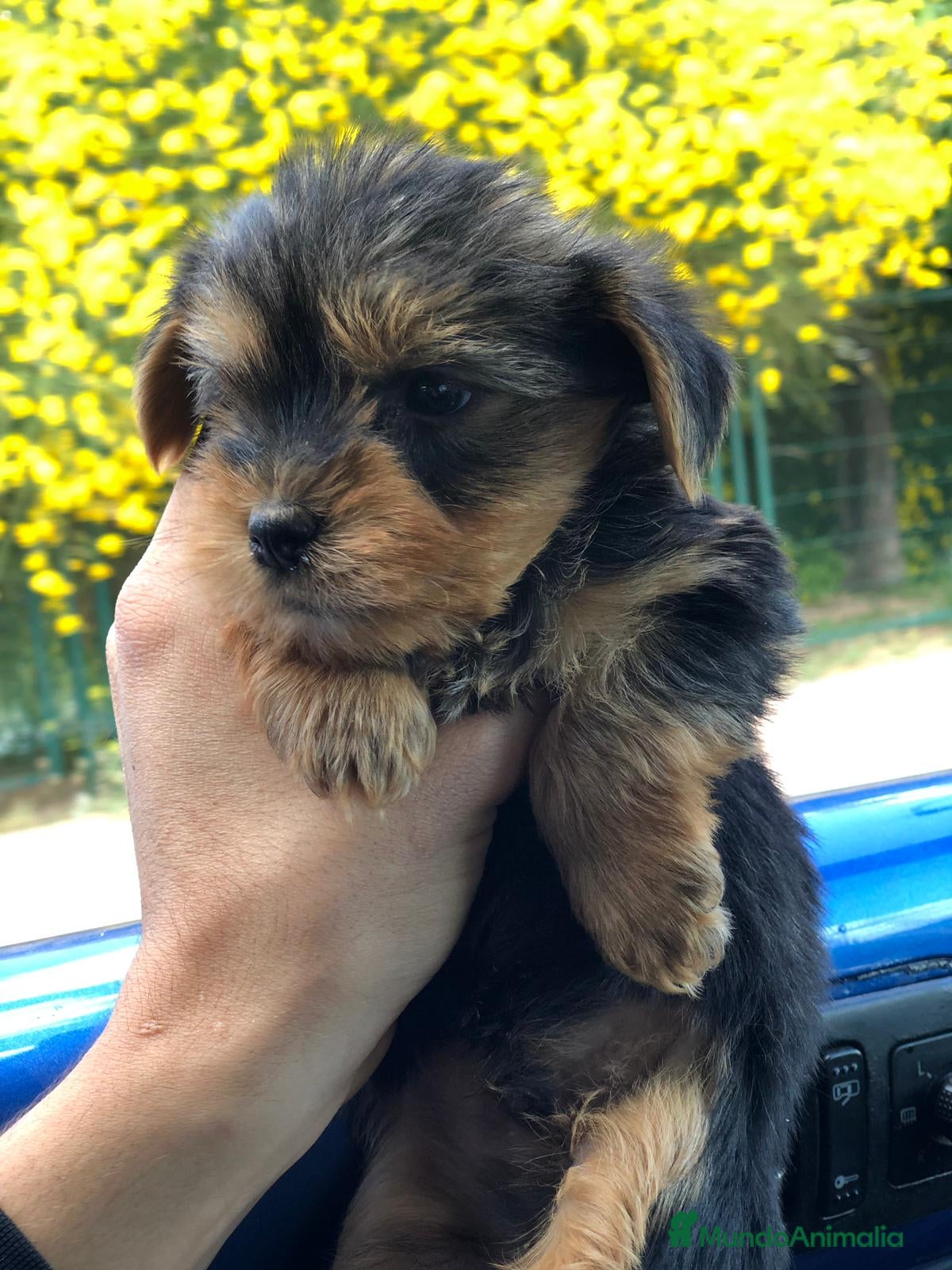Yorkshire Terrier perros YORKSHIRE MINI TOY ( TODA ESPAÑA ) - Anuncio 2