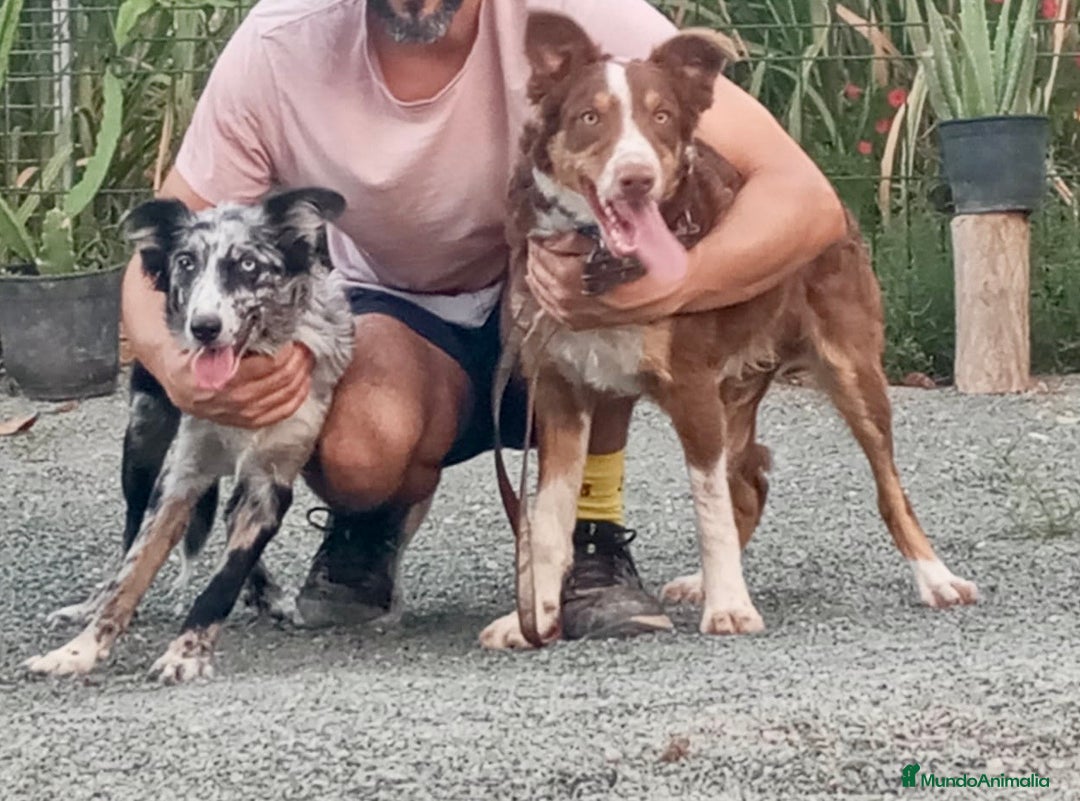 Border Collie perros en venta: Border collie - Imagen 4