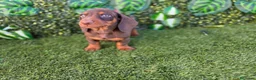 Teckel Miniatura perros en venta: TECKEL MINIATURA  - Anuncio 3