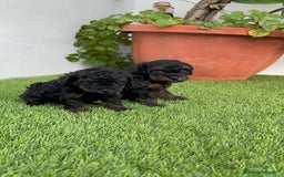 Caniche Toy perros en venta: CANICHE TOY HEMBRA - Imagen 5