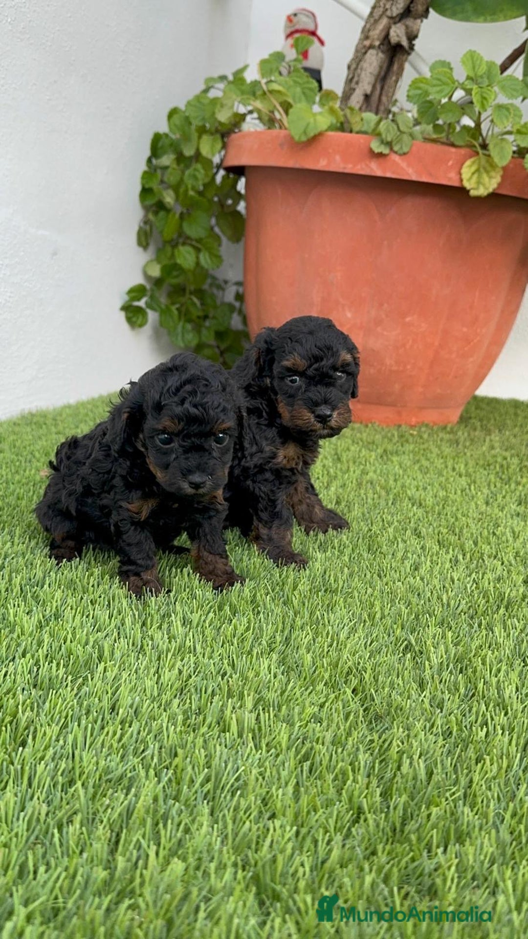 Caniche Toy perros en venta: CANICHE TOY HEMBRA - Imagen 5